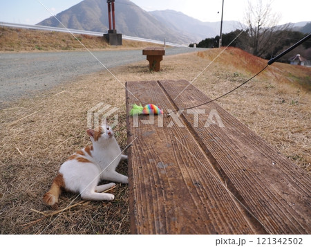 公園のベンチで遊ぶ可愛い猫 公園のベンチで遊ぶ可愛い猫 121342502