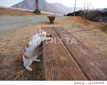 公園のベンチで遊ぶ可愛い猫 121342504