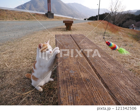 公園のベンチで遊ぶ可愛い猫 公園のベンチで遊ぶ可愛い猫 121342506