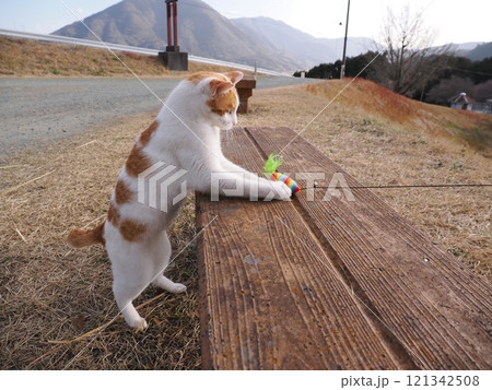 公園のベンチで遊ぶ可愛い猫 公園のベンチで遊ぶ可愛い猫 121342508