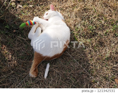 公園のベンチで遊ぶ可愛い猫 121342531