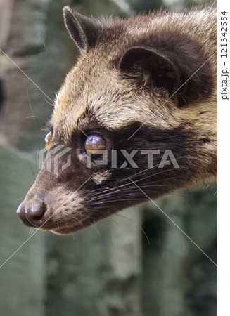 Asian palm civet or locals calls it Musang Pandan or Luwak coffee producer, latin name paradoxurus hermaphroditus, resting on a tree Asian palm civet or locals calls it Musang Pandan or Luwak coffee producer, latin name paradoxurus hermaphroditus, resting on a tree 121342554