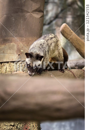 Asian palm civet or locals calls it Musang Pandan or Luwak coffee producer, latin name paradoxurus hermaphroditus, resting on a tree 121342558