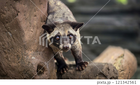 Asian palm civet or locals calls it Musang Pandan or Luwak coffee producer, latin name paradoxurus hermaphroditus, resting on a tree Asian palm civet or locals calls it Musang Pandan or Luwak coffee producer, latin name paradoxurus hermaphroditus, resting on a tree 121342561