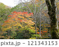 紅葉の始まり 121343153