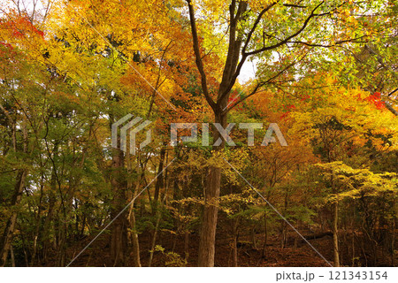 鹿教湯温泉の紅葉 鹿教湯温泉の紅葉 121343154