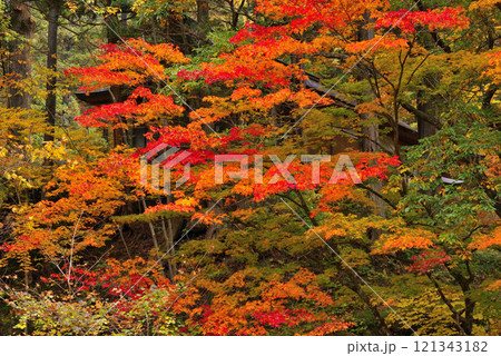 鹿教湯温泉の紅葉 121343182
