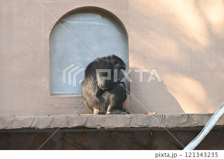 寂しい表情のチンパンジー 121343235