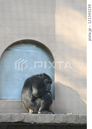 考えるチンパンジー 121343239