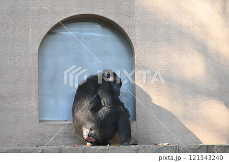 寂しい表情のチンパンジー 寂しい表情のチンパンジー 121343240