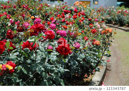 荒尾市 おもやい市民花壇 バラの花、 荒尾市 おもやい市民花壇 バラの花、 121343787