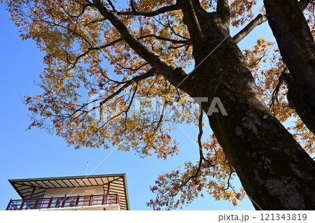 晩秋の枡形山展望台 晩秋の枡形山展望台 121343819