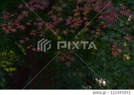 紅葉したモミジ 紅葉したモミジ 121343851