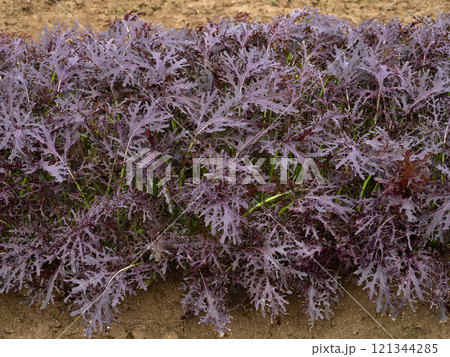 赤サラダからし菜の栽培 121344285