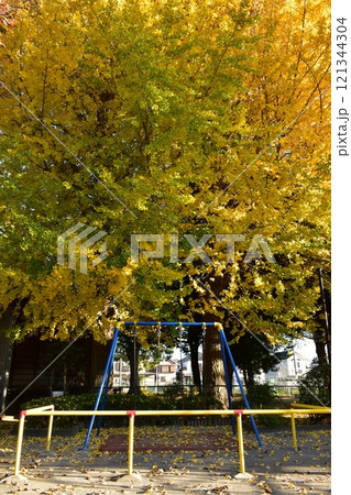 黄葉したイチョウ 121344304