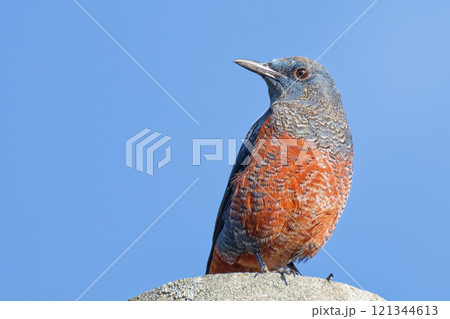 青空バックのイソヒヨドリ雄の若鳥、左向き 青空バックのイソヒヨドリ雄の若鳥、左向き 121344613