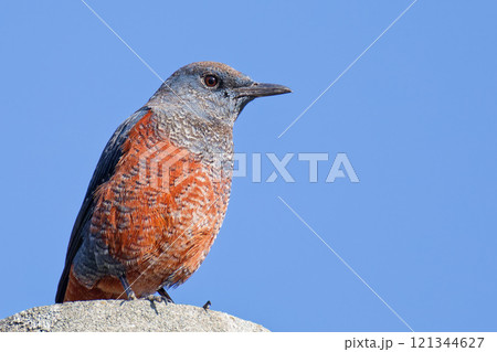 青空バックのイソヒヨドリ雄の若鳥、右向き 青空バックのイソヒヨドリ雄の若鳥、右向き 121344627