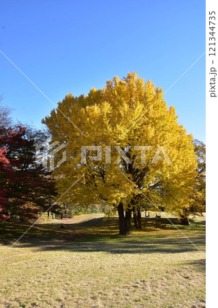 紅葉したイチョウの木 紅葉したイチョウの木 121344735
