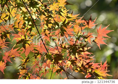 紅葉したモミジ 紅葉したモミジ 121344736