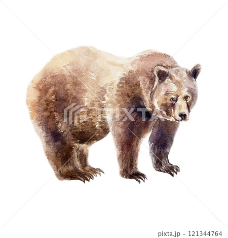 Brown bear standing. Hand drawn watercolor illustration of forest animal isolated. For books, postcards, cards, Nature and Wildlife Protection Day. 121344764
