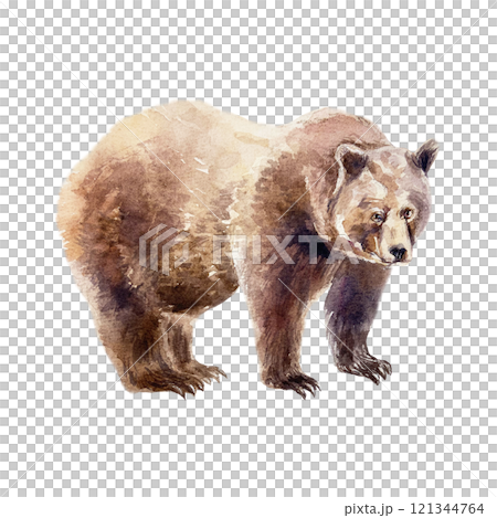 Brown bear standing. Hand drawn watercolor illustration of forest animal isolated. For books, postcards, cards, Nature and Wildlife Protection Day. 121344764