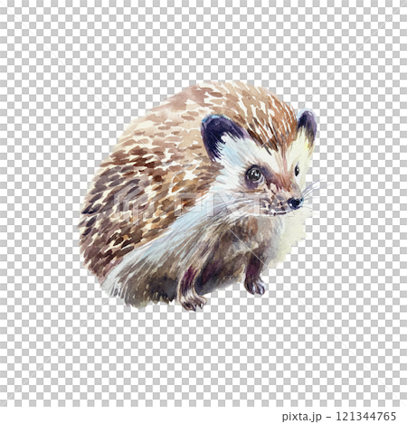 Hedgehog sitting. Hand drawn watercolor illustration of forest animal isolated on white. Postcards, books, posters, Nature and Wildlife Protection Day 121344765