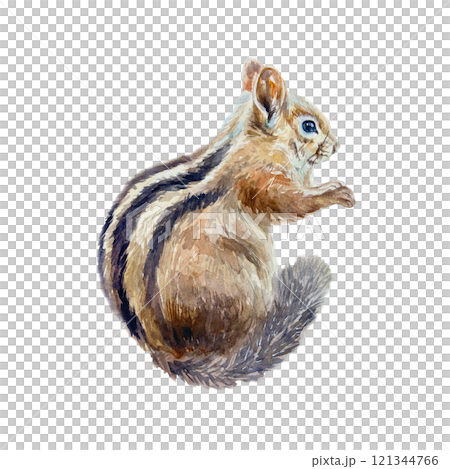 Chipmunk in profile. Hand drawn watercolor illustration of forest animal isolated on white. Cards, books, posters, Nature and Wildlife Protection Day. Chipmunk in profile. Hand drawn watercolor illustration of forest animal isolated on white. Cards, books, posters, Nature and Wildlife Protection Day. 121344766