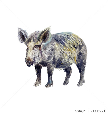 Wild boar standing. Hand drawn watercolor illustration of forest animal isolated. For books, cards, posters, Day of Nature and Wildlife Protection. 121344771