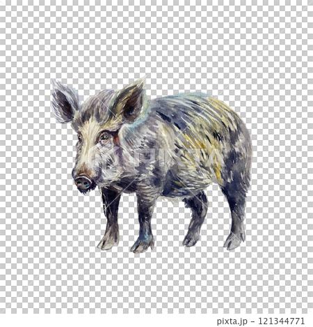 Wild boar standing. Hand drawn watercolor illustration of forest animal isolated. For books, cards, posters, Day of Nature and Wildlife Protection. 121344771