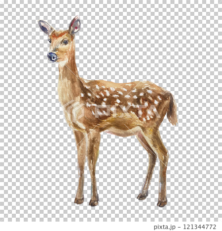 Sika deer or fallow deer. Hand drawn watercolor illustration of forest animal isolated on white. For cards, books, posters, World Wildlife Day. 121344772