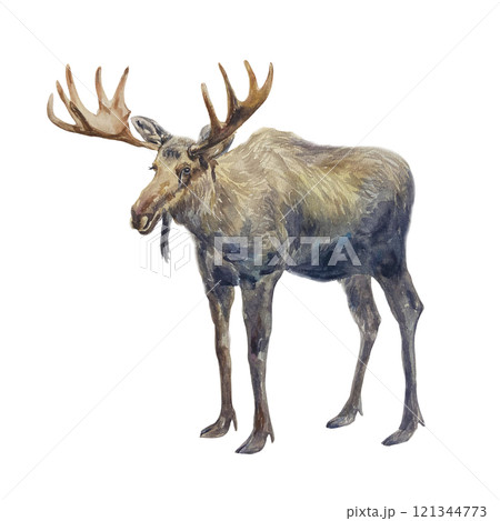 Elk with big antlers. Hand drawn watercolor illustration of forest animal isolated. For postcards, books, posters, Nature and Wildlife Protection Day. 121344773