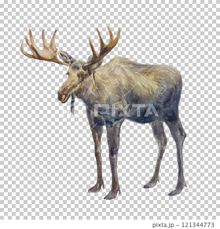 Elk with big antlers. Hand drawn watercolor illustration of forest animal isolated. For postcards, books, posters, Nature and Wildlife Protection Day. 121344773