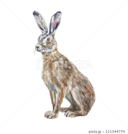 Hare sitting. Hand drawn watercolor illustration of forest animal isolated on white. Postcards, books, posters, Nature and Wildlife Protection Day. 121344774