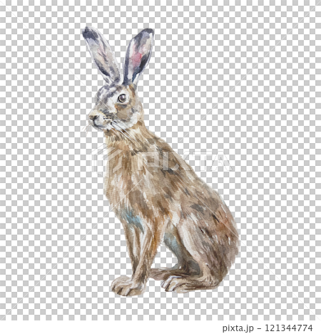 Hare sitting. Hand drawn watercolor illustration of forest animal isolated on white. Postcards, books, posters, Nature and Wildlife Protection Day. 121344774