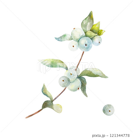 Snowberry watercolor. Branch with green leaves, white berries. Botanical illustration. Postcards, winter bouquets, Christmas and New Year invitations. 121344778