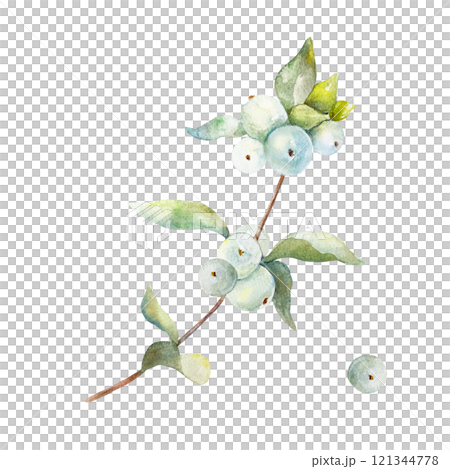 Snowberry watercolor. Branch with green leaves, white berries. Botanical illustration. Postcards, winter bouquets, Christmas and New Year invitations. 121344778