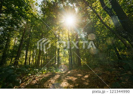 Summer Sun Shining Through Canopy Of Tall Trees. Woods Background. Summer Forest Landscape. Summer Maple Trees Woods. Green Lush Thick Leaves. Bright Scorching Sun Summer Sun Shining Through Canopy Of Tall Trees. Woods Background. Summer Forest Landscape. Summer Maple Trees Woods. Green Lush Thick Leaves. Bright Scorching Sun 121344990
