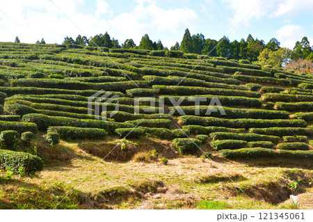 北近江 亀山の茶畑 こだかみ茶 北近江 亀山の茶畑 こだかみ茶 121345061