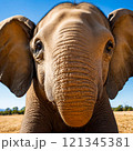 ゾウのアップ画像 121345381