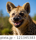 ハイエナのアップ画像 121345383