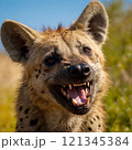 ハイエナのアップ画像 121345384