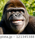 ゴリラのアップ画像 121345388
