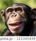 チンパンジーのアップ画像 121345439