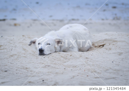 dog or white dog on the beach or sleepy dog 121345484