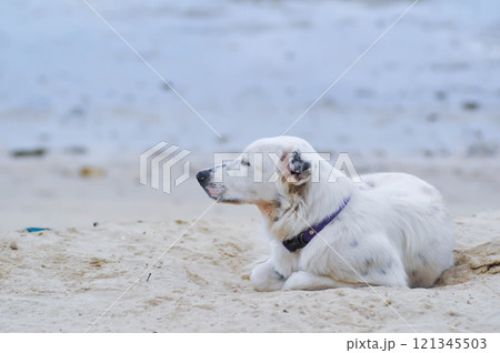 dog or white dog on the beach 121345503