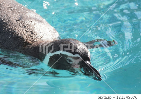 フンボルトペンギン 121345676