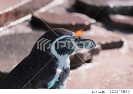 フンボルトペンギン 121345689