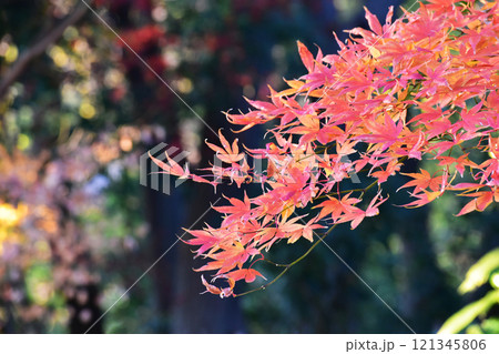 紅葉風景 121345806