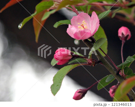 ハナカイドウ ハナカイドウ 121346013