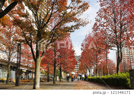 秋に色づいたいつもの道をいつもと違った気分で歩く。 121346171